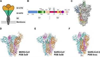 Cryo-electron microscopy in the fight against COVID-19—mechanism of virus entry